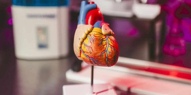 Científicos crean IA que detecta anomalías cardíacas con 95 % de éxito