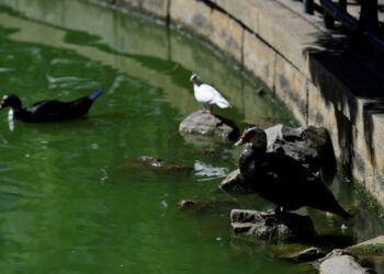 Cierran parques y sacrifican aves en Andalucía por brotes de gripe aviar