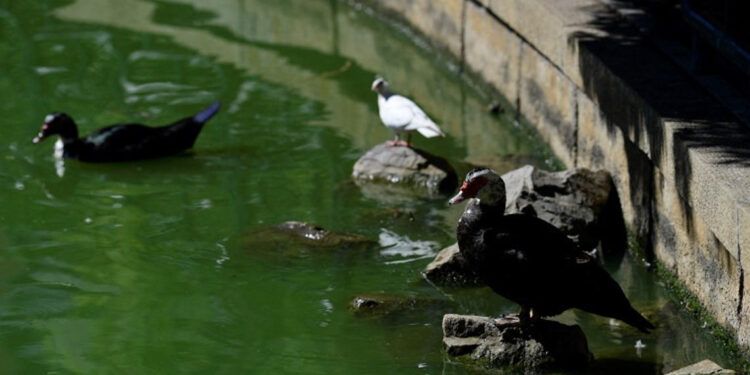Cierran parques y sacrifican aves en Andalucía por brotes de gripe aviar