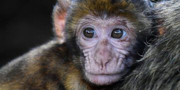 Ciudad de EE.UU. en alerta por fuga de 43 monos de centro de investigación