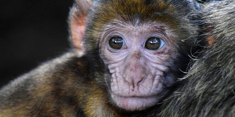 Ciudad de EE.UU. en alerta por fuga de 43 monos de centro de investigación