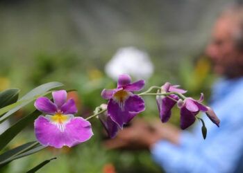 Colombiano clona orquídeas al borde de la extinción