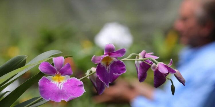 Colombiano clona orquídeas al borde de la extinción