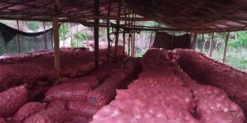 Comerciantes exigen permisos para importar cebolla y pago de deuda estatal