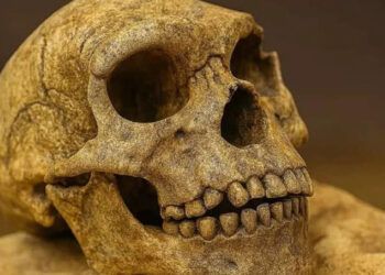 Cráneo de un millón de años hallado en China desafía teorías sobre evolución humana