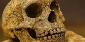 Cráneo de un millón de años hallado en China desafía teorías sobre evolución humana