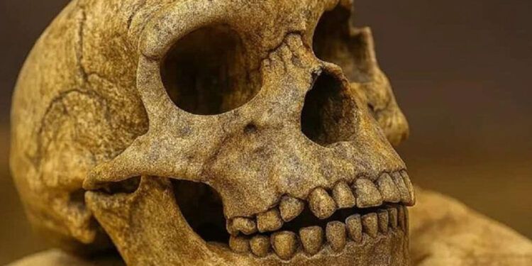 Cráneo de un millón de años hallado en China desafía teorías sobre evolución humana