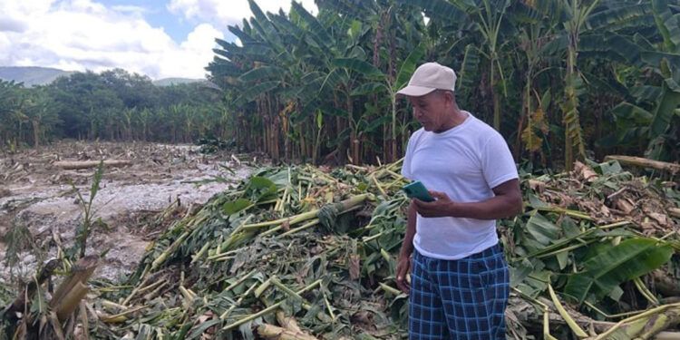 Crecidas de ríos destruyen plantaciones en Bahoruco