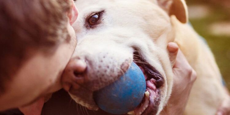 ¿Dentro o fuera? El lugar ideal para que duerman los perros, según veterinarios