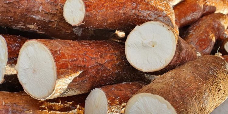 Desarticulan banda que traficaba cocaína oculta en cajas de yuca congelada