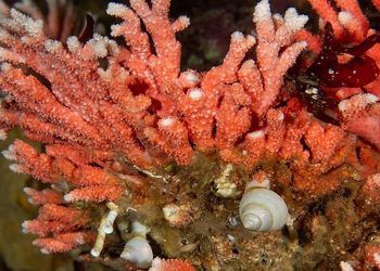 Descubren en Chile hidrocoral rojo más austral y en aguas más superficiales del mundo