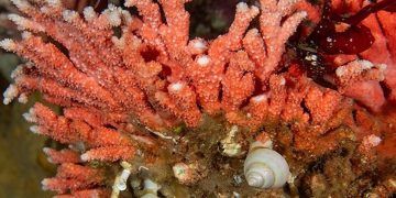 Descubren en Chile hidrocoral rojo más austral y en aguas más superficiales del mundo