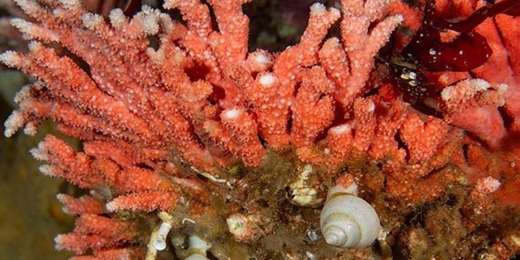 Descubren en Chile hidrocoral rojo más austral y en aguas más superficiales del mundo
