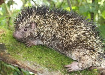 Descubren nueva especie de puercoespín en Colombia tras 126 años