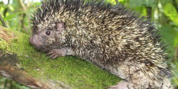 Descubren nueva especie de puercoespín en Colombia tras 126 años