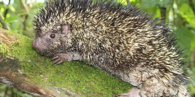 Descubren nueva especie de puercoespín en Colombia tras 126 años