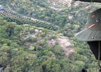 Desmantelan cultivo de marihuana en Peravia