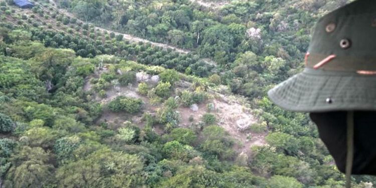 Desmantelan cultivo de marihuana en Peravia