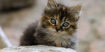 Dos adolescentes condenados por torturar y matar gatos en Londres