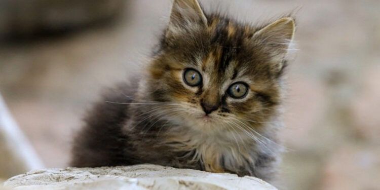 Dos adolescentes condenados por torturar y matar gatos en Londres