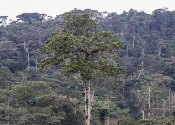 El 38% de los árboles en el mundo están en riesgo de extinción