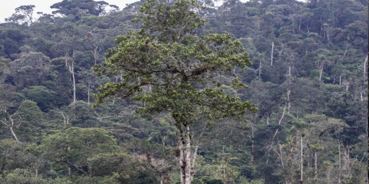 El 38% de los árboles en el mundo están en riesgo de extinción