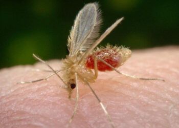 El jején y mosquito Culex transmiten el virus Oropouche en las Américas