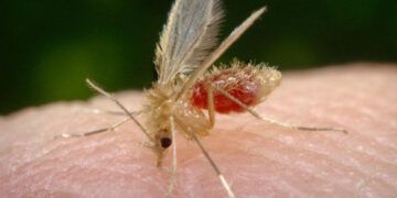 El jején y mosquito Culex transmiten el virus Oropouche en las Américas