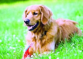 El Pacto por los Animales llegará al Congreso por Día Mundial de los Animales