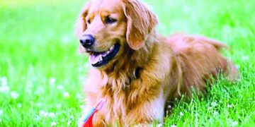 El Pacto por los Animales llegará al Congreso por Día Mundial de los Animales