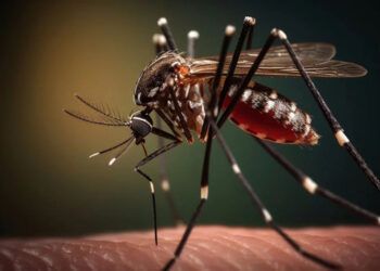 El Salvador mantiene enfoque en estrategias contra el dengue