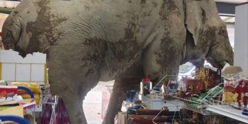 Elefante hambriento irrumpe en tienda de Tailandia