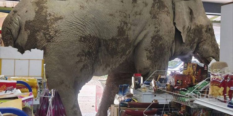 Elefante hambriento irrumpe en tienda de Tailandia