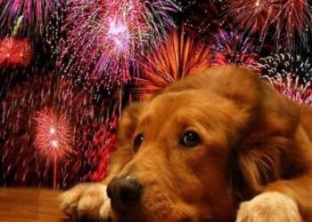 Experto alerta sobre peligros de fuegos artificiales en mascotas