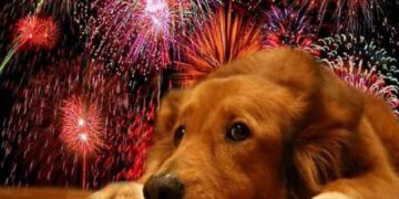 Experto alerta sobre peligros de fuegos artificiales en mascotas