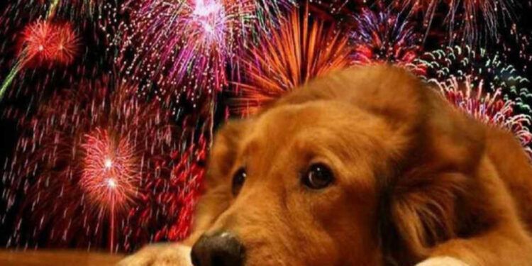 Experto alerta sobre peligros de fuegos artificiales en mascotas