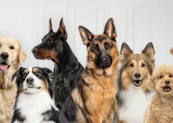 Gobierno lanza app ALFA para rescatar mascotas en peligro