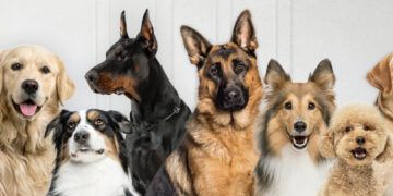 Gobierno lanza app ALFA para rescatar mascotas en peligro