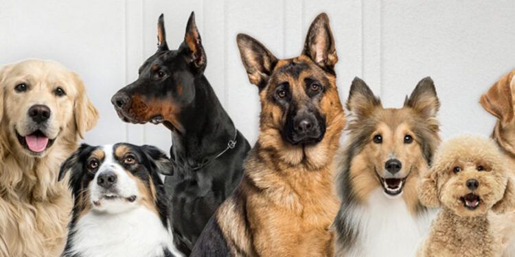 Gobierno lanza app ALFA para rescatar mascotas en peligro