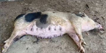Gobierno sacrifica cerdos en Dajabón por fiebre porcina