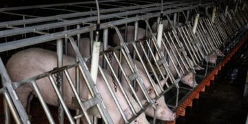 Granja en EE.UU. cría cerdos para trasplantes humanos