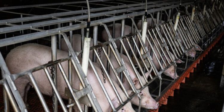 Granja en EE.UU. cría cerdos para trasplantes humanos
