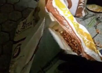 Hallan 435 kilos de cocaína en puerto italiano en envío de maníes