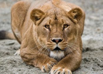 Hombre muere tras invadir recinto de leona en Brasil