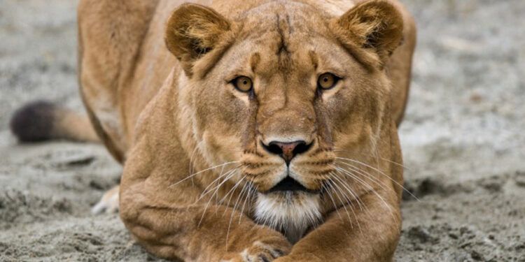 Hombre muere tras invadir recinto de leona en Brasil