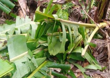 Huracán beryl afecta más de 13,000 tareas agrícolas en el sur