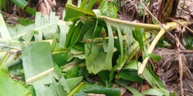 Huracán beryl afecta más de 13,000 tareas agrícolas en el sur