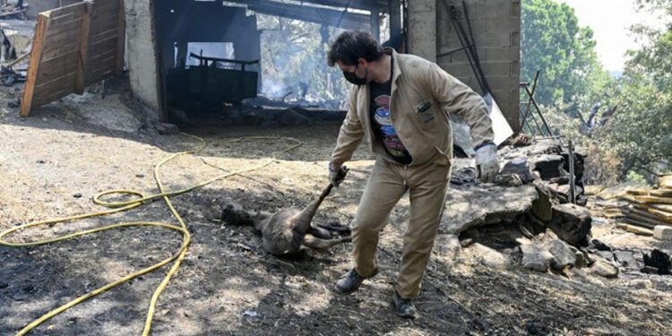 Los incendios y la intensa ola de calor consumen el sur de Europa