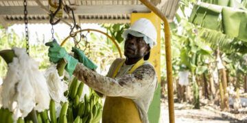 Instituto Duartiano rechaza solicitud de más obreros haitianos en RD
