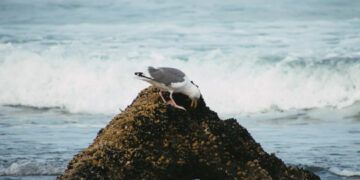 Investigan metales pesados en aves de las Islas Galápagos por impacto ambiental